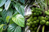 LÁ TRẦU VÀ NƯỚC DỪA